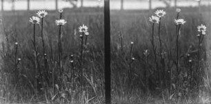 Margeriten : Margeriten (Leucanthemum) in Blüte.