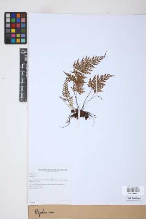 Asplenium spec.