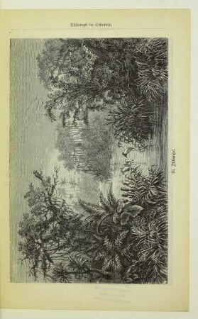 16. Dschungel