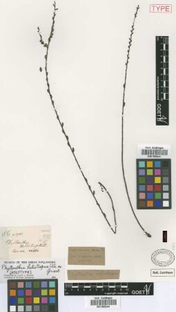 Phyllanthus heliotropus C.Wright ex Griseb. [holotype]