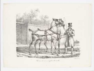 Chevaux de carrosse anglais harnachés