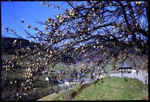 Aftersteg: Herbstäpfel am Baum