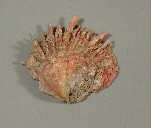 Spondylus shell