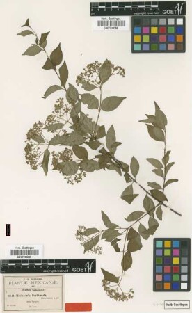Machaonia floribunda Greenm. [isotype]