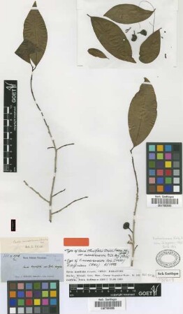 Savia membranacea (Müll.Arg.) Urb. [type]