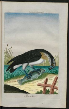 Fisch-Aar