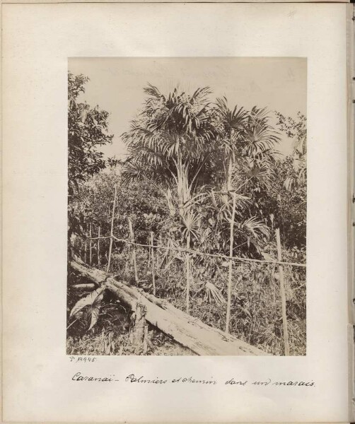 Palm-lined path in the marshland