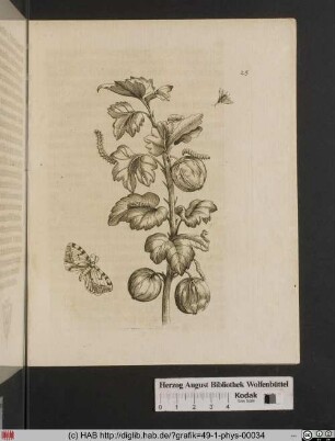 Grosse Spanische Stichelbeer / Fructus grossulariae sativae, spinosae.