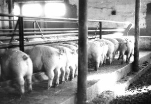 Leitbetrieb Nr. 1 Riemensberger, Tiefstall für Schweine