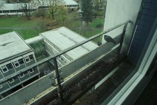 Freiburg im Breisgau: Taubendreck auf den Fensterbänken der Zahnklinik