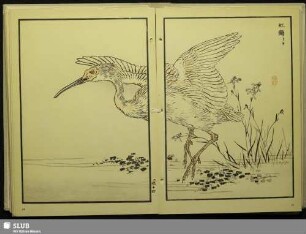 [Nippon-Ibis - Nipponia nippon (Temm.)]