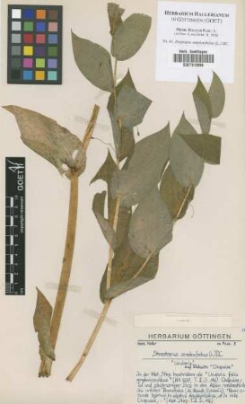 Streptopus amplexifolius (L.) DC.