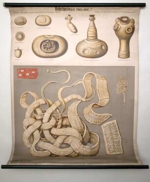 Hakenbandwurm (Taenia solium)