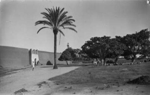 Stadtmauer : Stadtmauer mit Tor. Im Vordergrund eine Palme und Bäume