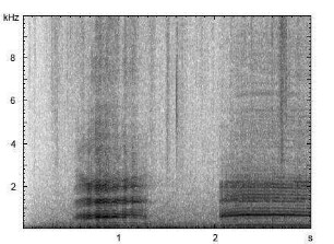 Hausschaf | Ovis aries f. domestica - Ruf