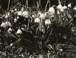 Märzenbecher (Frühlings-Knotenblume, auch Märzenbecher, Märzbecher, Märzglöckchen oder Großes Schneeglöckchen, Leucojum vernum). Oberlausitz, Polenztal