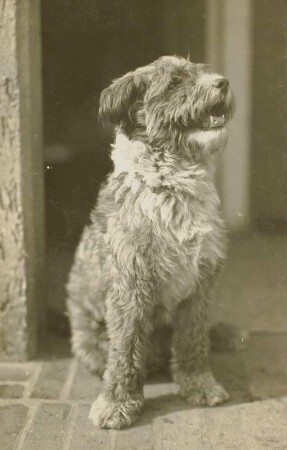 Haushund (Canis lupus familiaris). Airedale Terrier