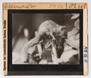 Siebenschläfer : Siebenschläfer (Glis glis Linnaeus).