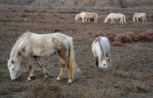 Frankreich. Provence. Bouches du Rhone. Salin de Giraud. Camargue. Typische Pferde auf Winterkoppel