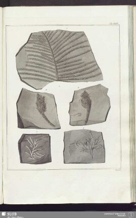 Tab. XXXIV