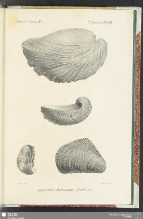 Pl. 589