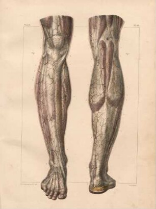 Unter der Haut liegende Arterien des Beines