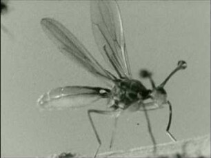 Diopsis sulcifrons (Diopsidae) - Putzhandlungen vor und nach Amputation eines Augenstiels