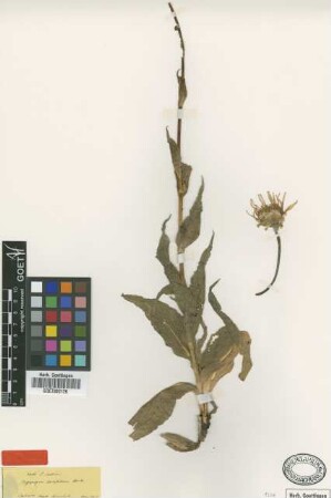 Tragopogon latifolius Boiss. [type]