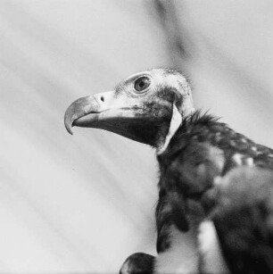 Zootiere. Geier
