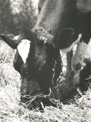 Huftiere (Ungulata). Hausrind (Bos primigenius domesticus), mit Hornfehler, Porträt