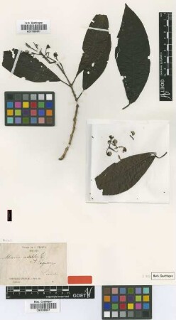 Miconia notabilis Triana