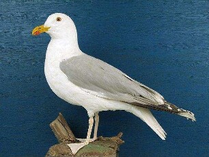 Silbermöwe