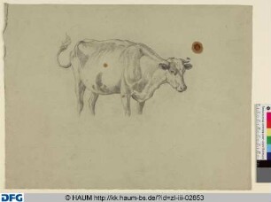 Studie zu einem Rind