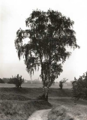 Birke (Betula) zwischen Malter und Dippoldiswalde