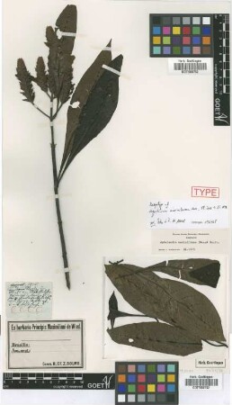 Lagochilium maximilianum Nees [Isosyntype]