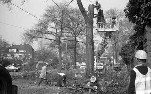 Fällung von Sumpfeichen in der Moltkestraße zwischen Blücherstraße und Kußmaulstraße
