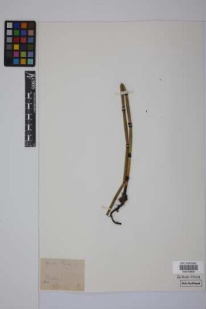 Equisetum hyemale hyemale L.