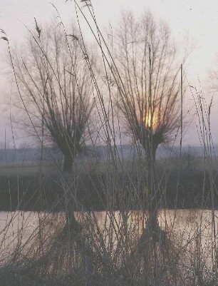 Gras am Ufer der Unstrut, am gegnüberliegenden Ufer zwei Weiden
