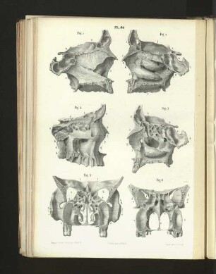 Pl. 86.