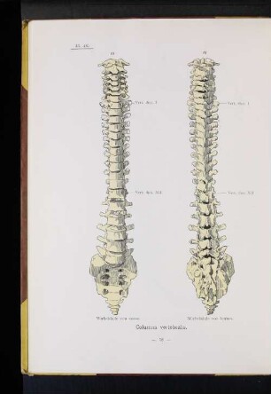 Columna vertebralis.