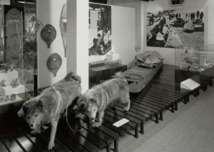 "Inuit (Eskimos)" : Herrnhut, Völkerkundemuseum, Oberer Saal. "Inuit (Eskimos)"