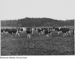 Schlegel bei Ostritz, Milchvieh : Schlegel bei Ostritz. Hof von Richard Kunack. Das Milchvieh auf der Weide
