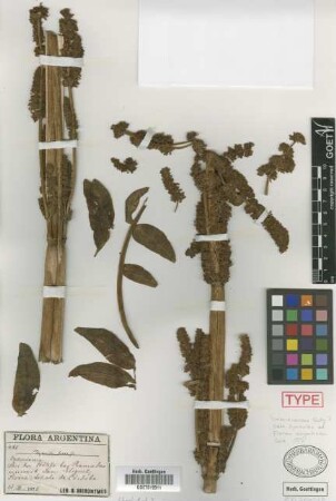 Phyllactis ferax Griseb.[syntype]