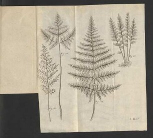 Fig. 115. - Fig. 118.