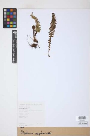 Blechnum asplenioides Sw.