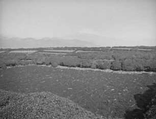 Teehügel von Shimizu : Teeanbau bei Shimizu. Blick über die Felder zum Fuji-san