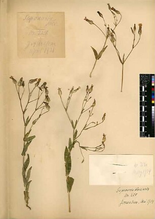 Caryophyllaceae Saponaria Vaccaria Linné, Carl von (1707 - 1778) [Wadi 'Ara (Trockental)]