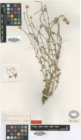 Anthemis pamphylica Boiss. & Heldr. [type]