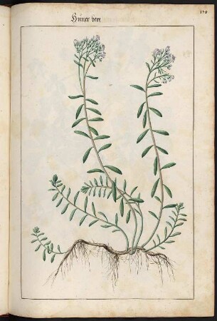 Hüner bere : Hüner bere (Sedum) fol. 178 recto aus: Kentmann, Johann: Kreutterbuch. 1563. Dresden: SLUB Mscr.Dresd.B.71