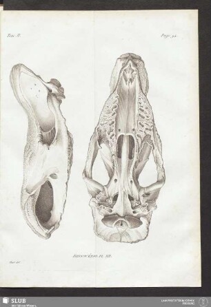 Rhinocéros Pl. XII